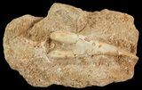 Cretaceous Sawfish (Onchosaurus) Rostral Barb - Morocco #71773-2